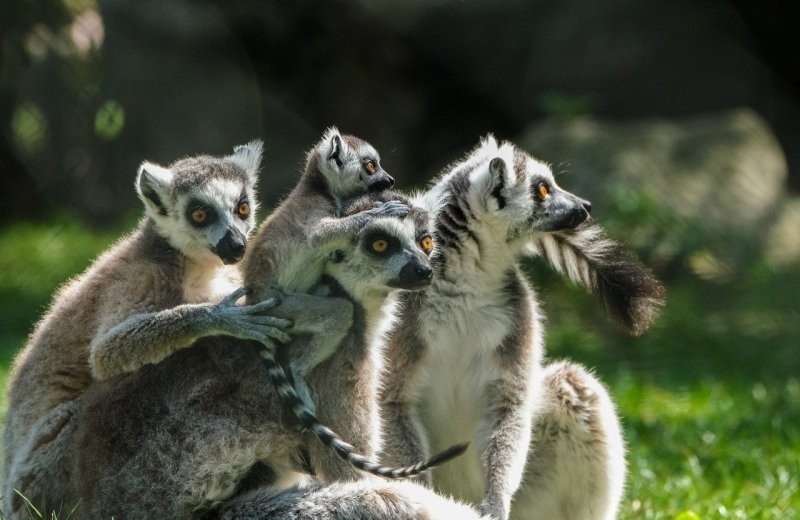 Tierpark Landgoed Hoenderdaell